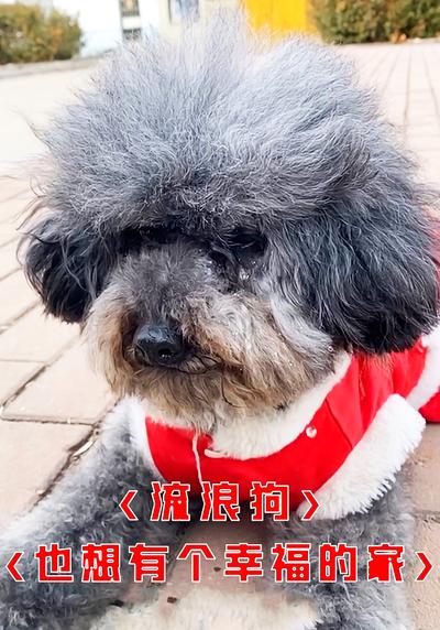 流浪狗也想有个幸福的家}