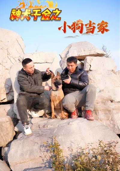 神犬千金之小狗当家}