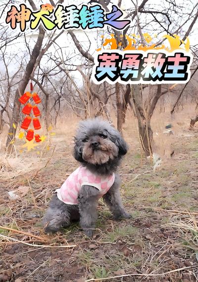 神犬锤锤之英勇救主}