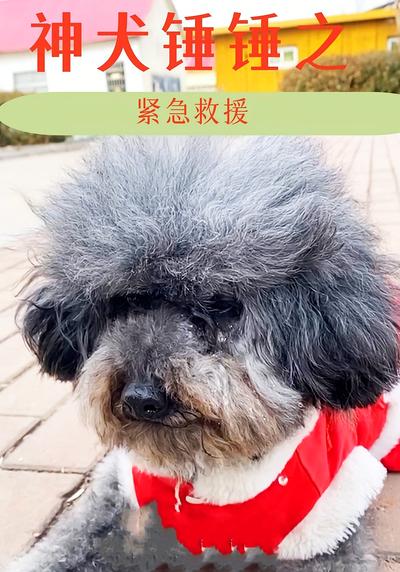 神犬锤锤之紧急救援}