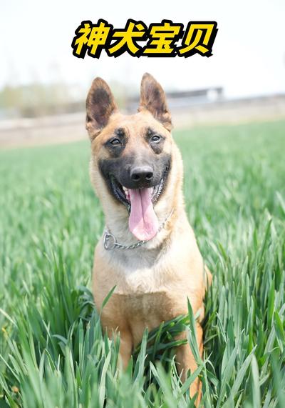 神犬宝贝}