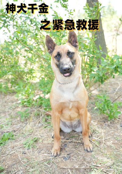 神犬千金之紧急援救}
