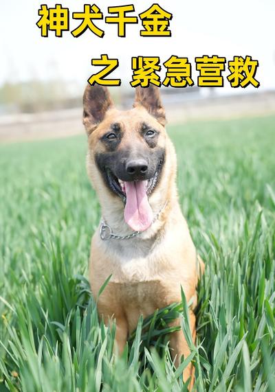 神犬千金之紧急营救}