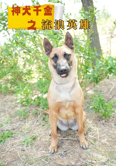 神犬千金之流浪英雄}