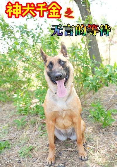 神犬千金之无言的等待}