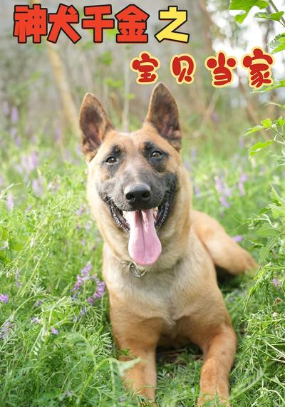 神犬千金之宝贝当家}