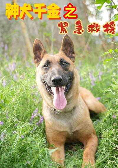 神犬千金之紧急救援}