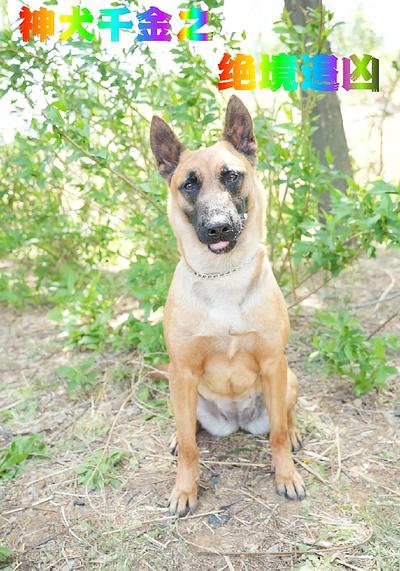 神犬千金之绝境追凶}