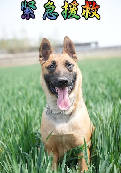 紧急援救}