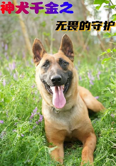 神犬千金之无畏的守护}