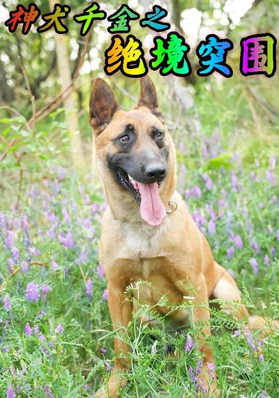 神犬千金之绝境突围}