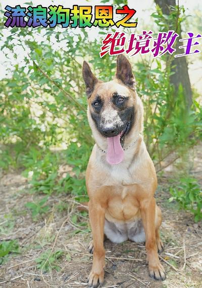 流浪狗报恩之绝境救主}