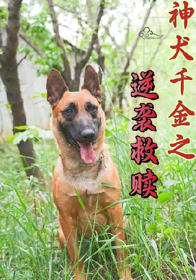 神犬千金之逆袭救赎}