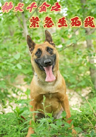 神犬千金之紧急生死线}