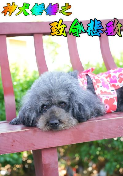 神犬锤锤之致命悲歌}