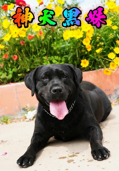 神犬黑妹}
