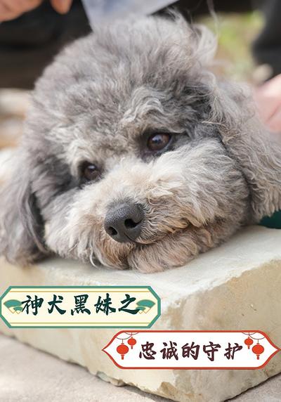 神犬黑妹之忠诚的守护}