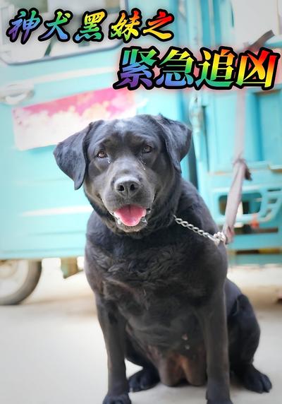 神犬黑妹之紧急追凶}