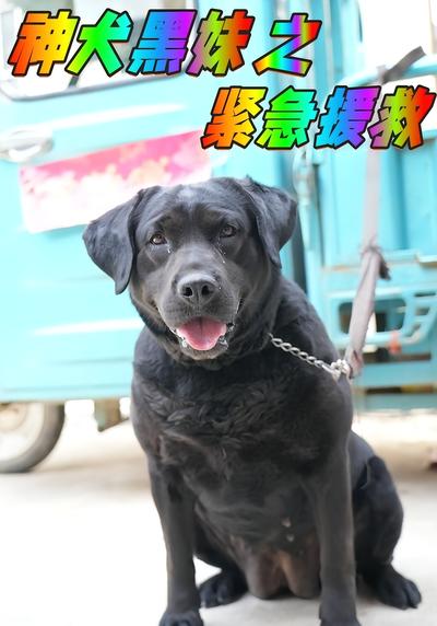 神犬黑妹之紧急援救}