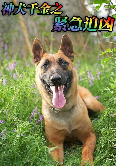 神犬千金之紧急追凶}