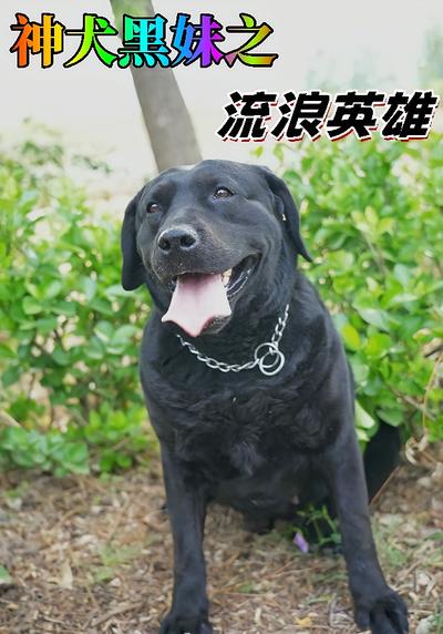 神犬黑妹之流浪英雄}