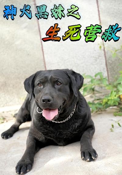 神犬黑妹之生死营救}