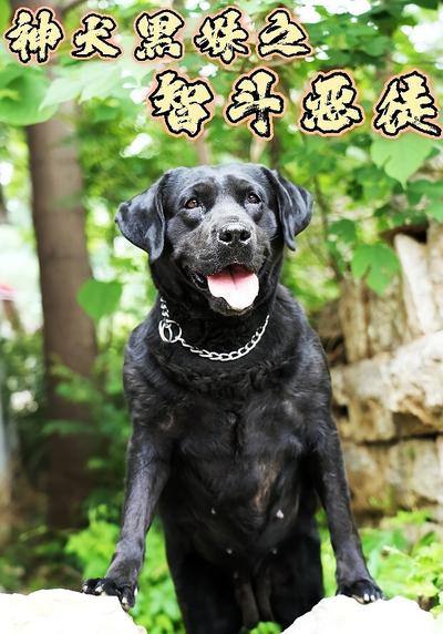 神犬黑妹之智斗恶徒}