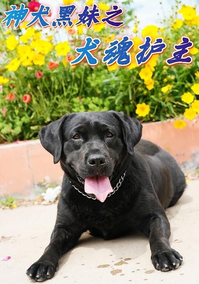 神犬黑妹之犬魂护主}