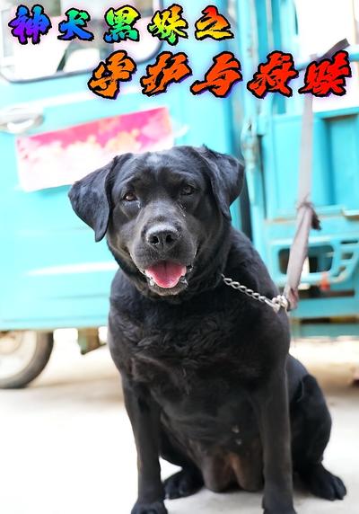 神犬黑妹之守护与救赎}