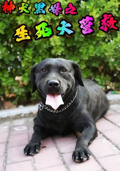 神犬黑妹之生死大营救}