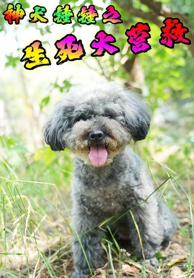 神犬锤锤之生死大营救}