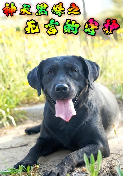 神犬黑妹之无言的守护}