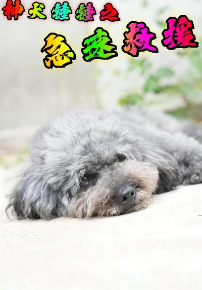 神犬锤锤之急速救援}