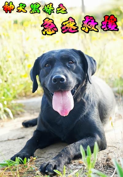神犬黑妹之急速救援}