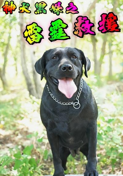 神犬黑妹之雷霆救援}