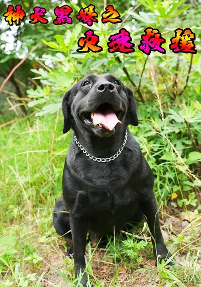 神犬黑妹之火速救援}
