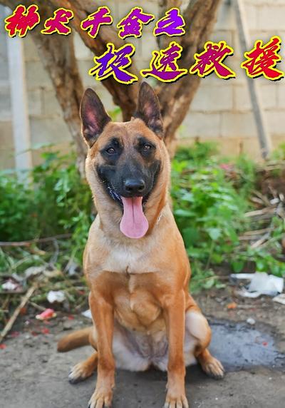 神犬千金之极速救援}