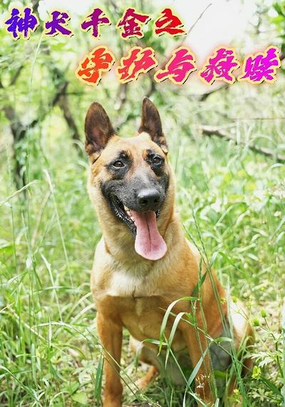 神犬千金之守护与救赎}