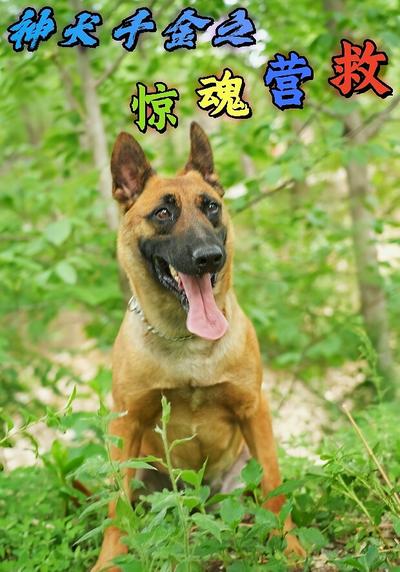 神犬千金之惊魂营救}