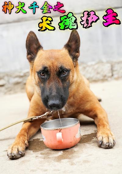 神犬千金之犬魂护主}