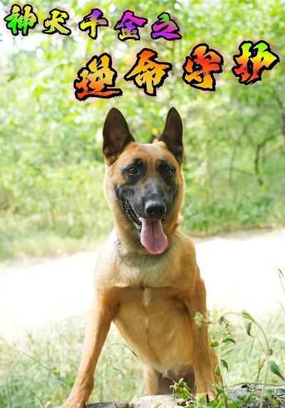 神犬千金之逆命守护}