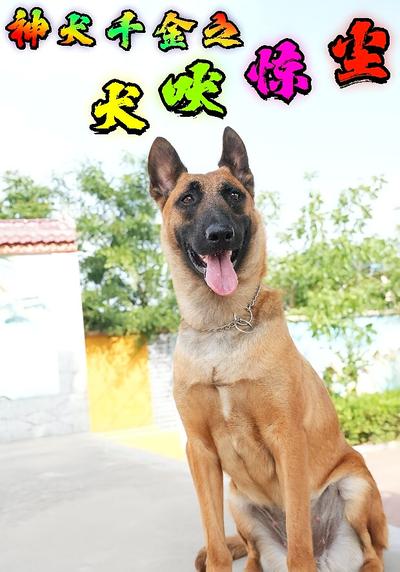 神犬千金之犬吠惊尘}