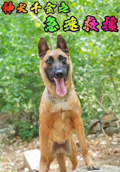 神犬千金之急速救援}