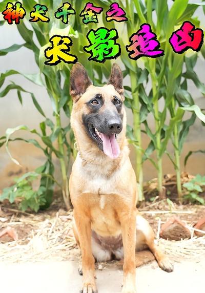 神犬千金之犬影追凶}