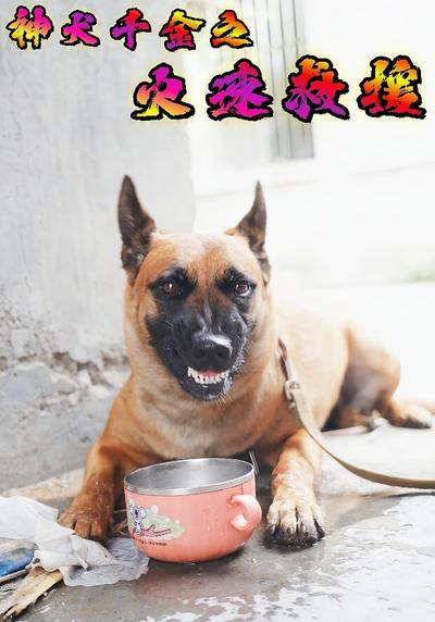 神犬千金之火速救援}