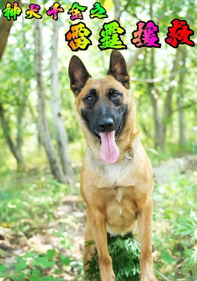 神犬千金之雷霆援救}