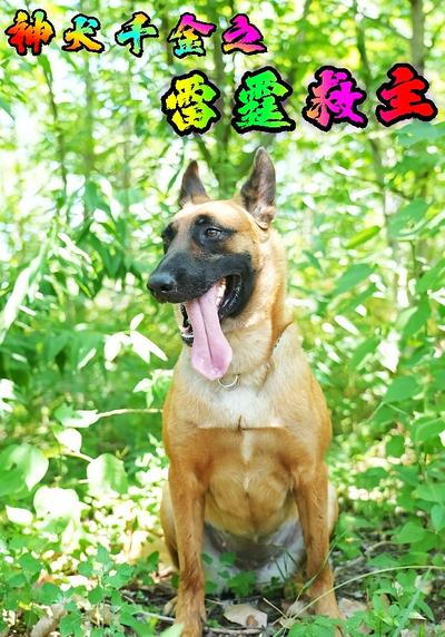 神犬千金之雷霆救主}