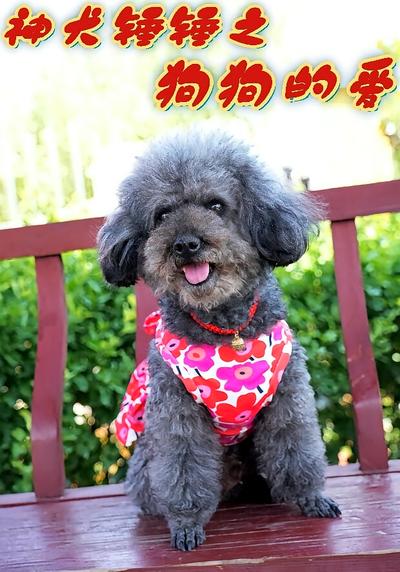 神犬锤锤之狗狗的爱}