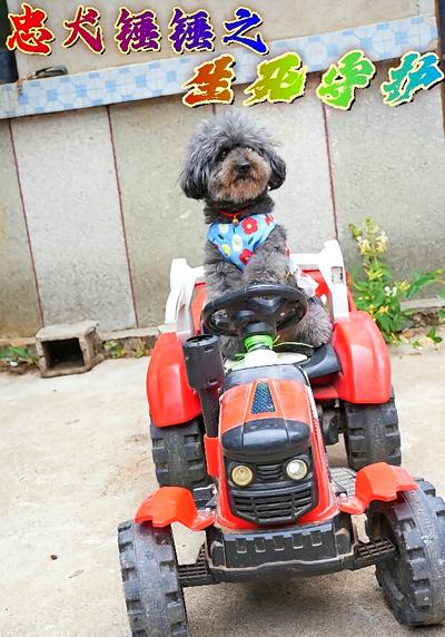 忠犬锤锤之生死守护}