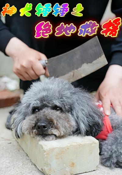 神犬锤锤之绝地救援}